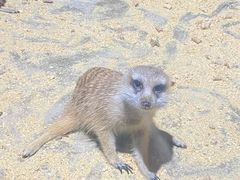 -绿色星球动物主题公园