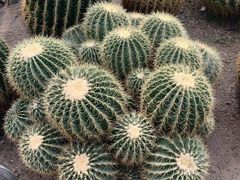 -南山植物园