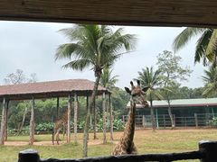 -海南热带野生动植物园