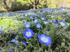 -香山公园