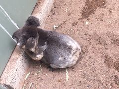 -费瑟代尔野生动物园