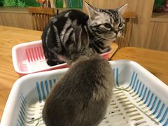 -藦茜花园宠物主题亲子互动体验馆(国顺东路店)