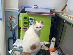 -纳吉亚猫专科动物医院·北北分院