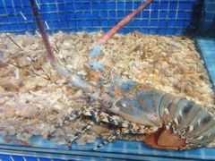 -青蓬蒸汽海鲜·深圳老字号·团建聚会(壹方城店)