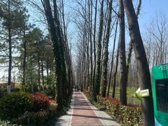 -合肥滨湖国家森林公园