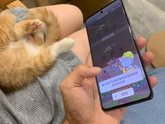 -楼上猫咖(罗湖店)