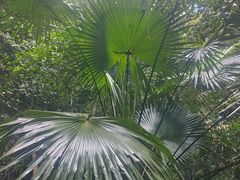 -霸王岭国家森林公园