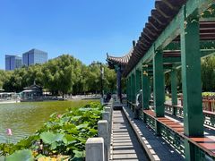 -莲花池公园