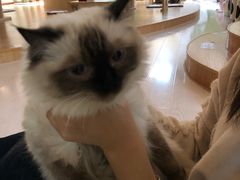 -猫和宫(六道口店)