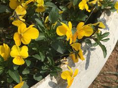 iphone_upload_pic-浮山香苑