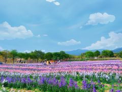 -天适樱花悠乐园