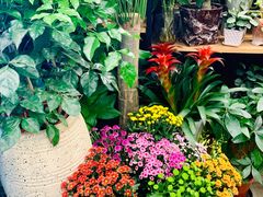 -静岸花卉园艺(三星坊店)