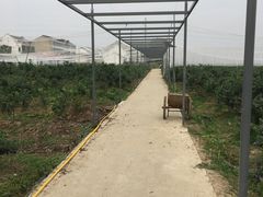 -花山蓝莓采摘园