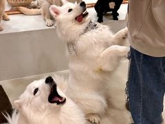 -共舞时光猫咖·狗咖(新街口店)