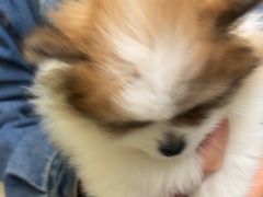 -美联众合动物医院·24h转诊中心