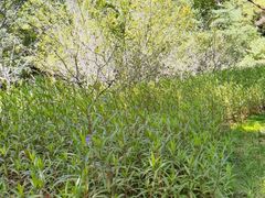 -昆山城市生态森林公园