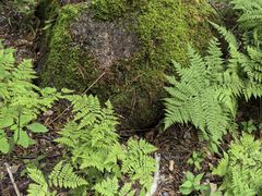 -五营红松林海景区