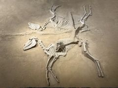 -洛阳周王城天子驾六博物馆