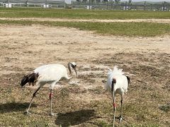 -盐城丹顶鹤湿地生态旅游区