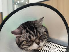 -米苏动物医院·犬猫专科·骨科外科内窥镜