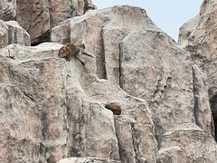 -大青山野生动物园