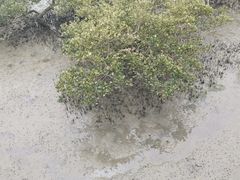 -北海金海湾红树林生态旅游区