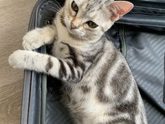 -爱侣宠医·鹦鹉专科·小型哺乳类·异宠专科(灵石路店)