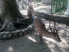 -奈良公园
