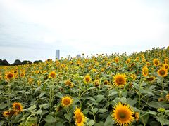 -苏州湾体育公园