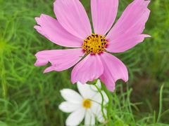 -花开海上生态园