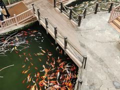 -南宫五洲植物乐园