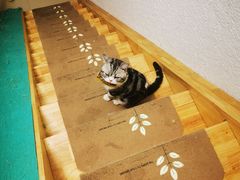 -猫在这儿猫咪咖啡馆·撸猫馆