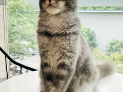 -十年猫舍·猫咪专门店(普陀店)