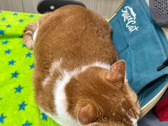-凯特喵百思猫专科医院