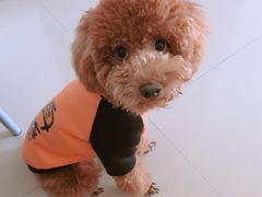 -太原东方动物医院(小店分院)