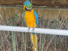 -西霞口神雕山野生动物世界