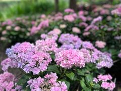 -上海辰山植物园