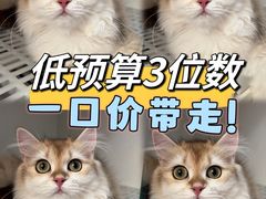-lincat·猫舍(广州店)