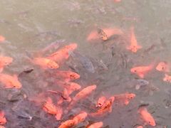 -桐庐海博大酒店中餐厅