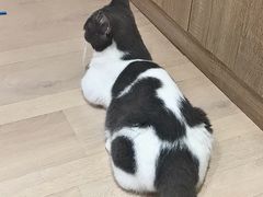 -Umiao与猫咖啡 猫咖