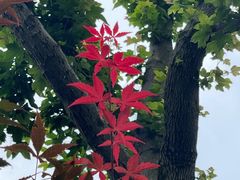 -岳麓山风景名胜区