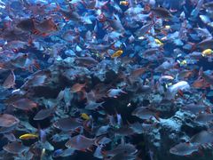 -成都浩海立方海洋公园