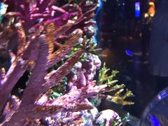 -暹罗海洋世界