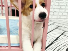 -白夜2D咖啡馆