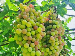 -金谷域澳洲庄园