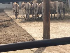 -青藏高原野生动物园