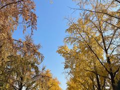 -三里屯东五街银杏大道