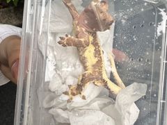 -酷以爬仙阁实体爬宠店·守宫·蜥蜴·专业繁育