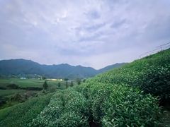 -龙坞茶村