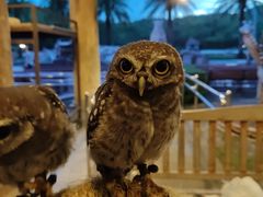 -清迈夜间动物园